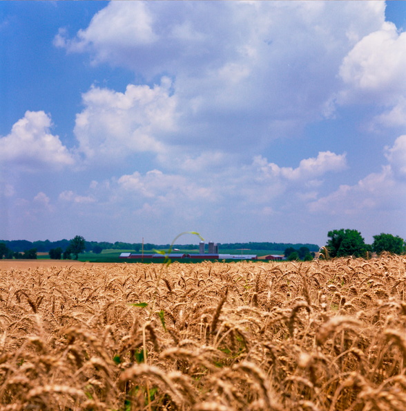 Rural Kentucky in early July